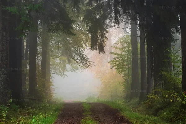 8470-L-VIO-4516-Foggy-forest-autumn-Luxembourg Foggy forest path in Luxembourg